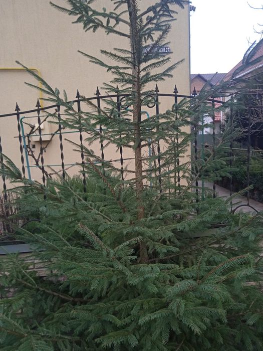 Продам Ялини на Різдво.Підзріз живі.