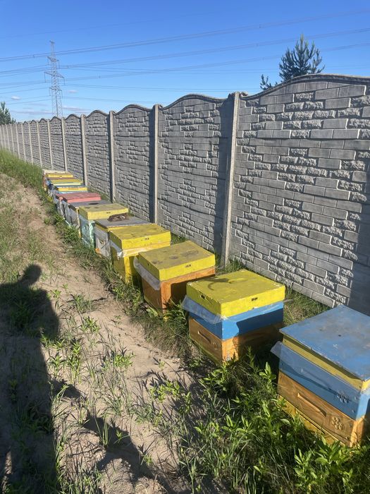 Продам відводки бджіл