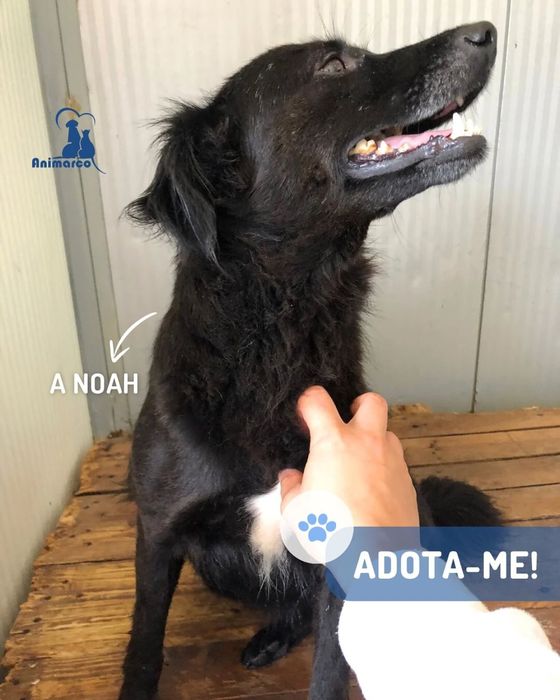Noah cadela jovem porte medio