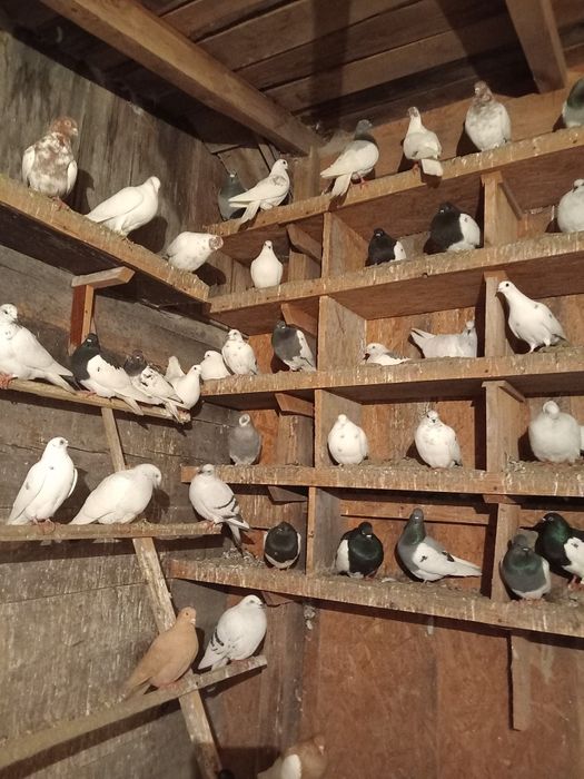 Sprzedam gołębie widoczne na zdjęciach