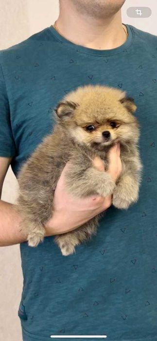 Хлопчик померанський шпіц 2 міс.