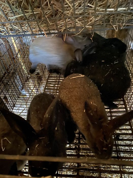 Vendo coelhos varios tamanhos