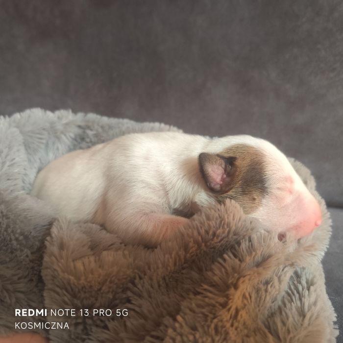 Bulterier Bull Terrier Suczka