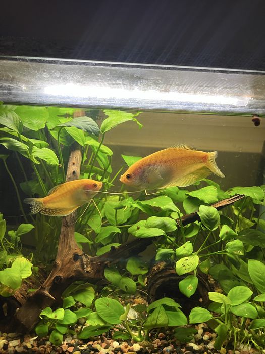 Пара самок Гурамі Голд обмін на кімнатні росл, молінезії ліра чи неони