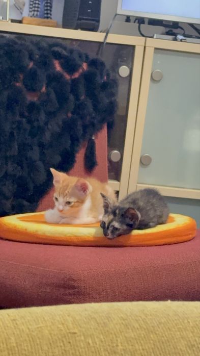 Gatos para adoção
