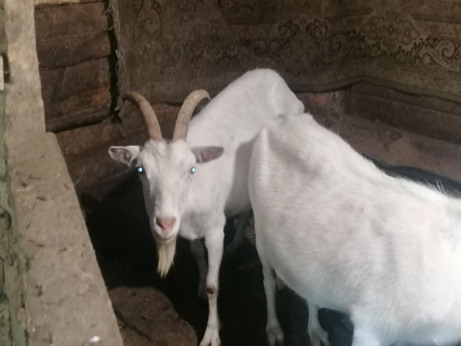 Продам Кіз та козенят