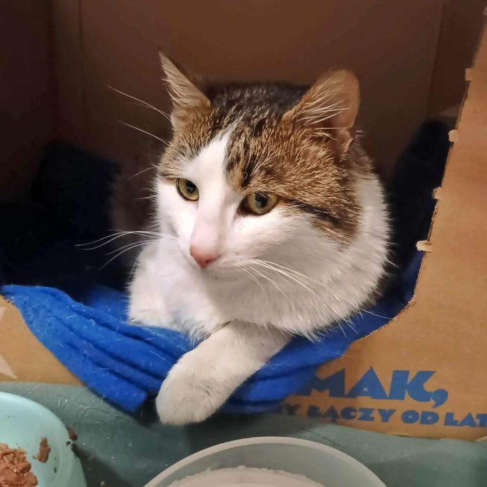 Zbyszek to bardzo kontaktowy kocurek