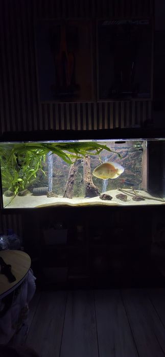 Akwarium 240 litrów