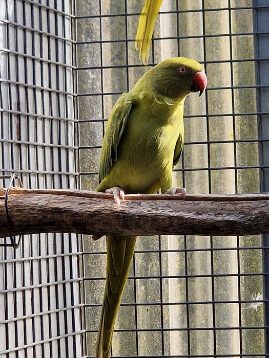 Tenho Ring Necks de 2024 e 2025