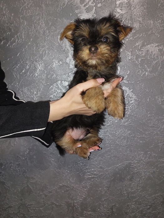 Йоркширский терьер