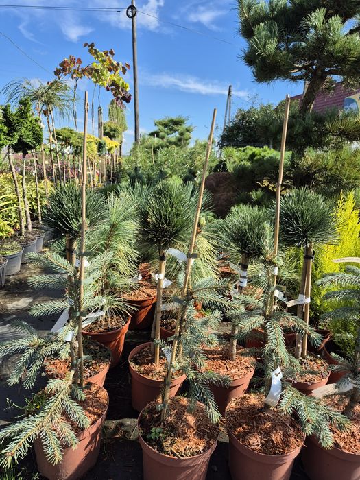 Iglaki miniaturowe , iglaki szczepione na pniu.