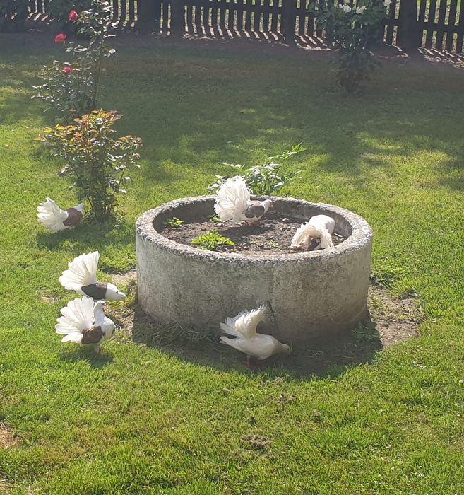 Gołębie Pawiki Tegoroczne