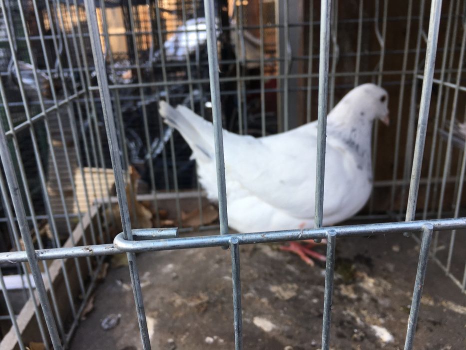 Texaner teksanery samce samice