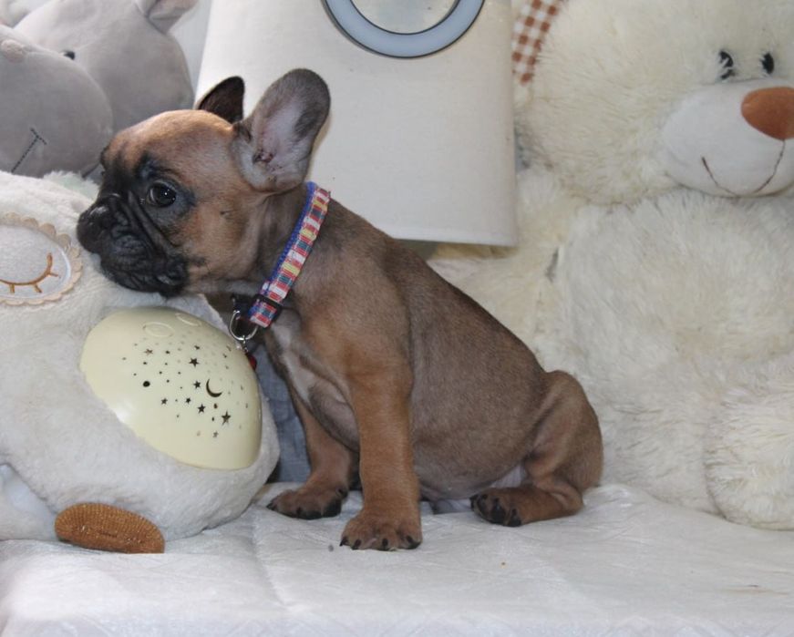 Розкішні французики