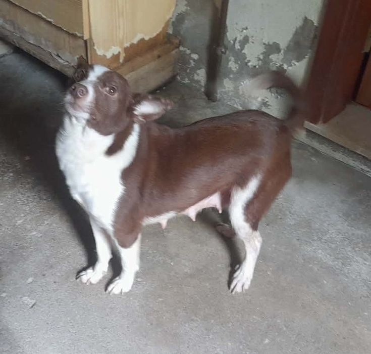 Solly- cachorra jovem de porte pequeno/médio para adoção