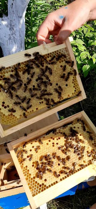 Бджолопакети 4 р розплоду