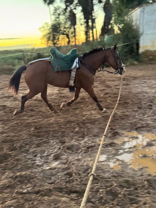 Poldro lusoarabe 4 anos 1,65