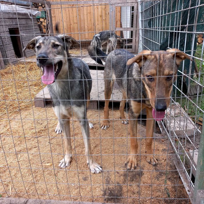 Собака (молоді , підлітки)