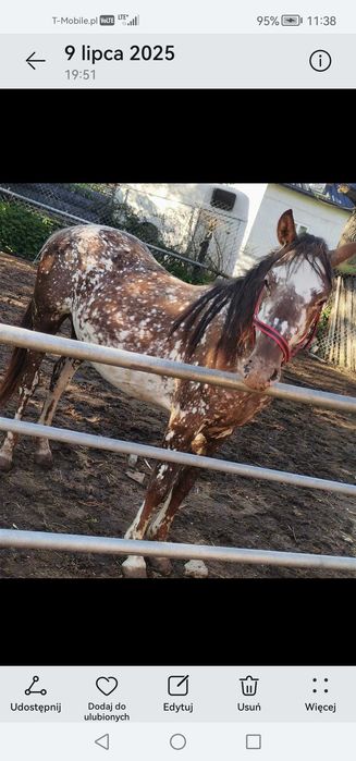 Sprzedam taranta ogier 2,5r  145cm