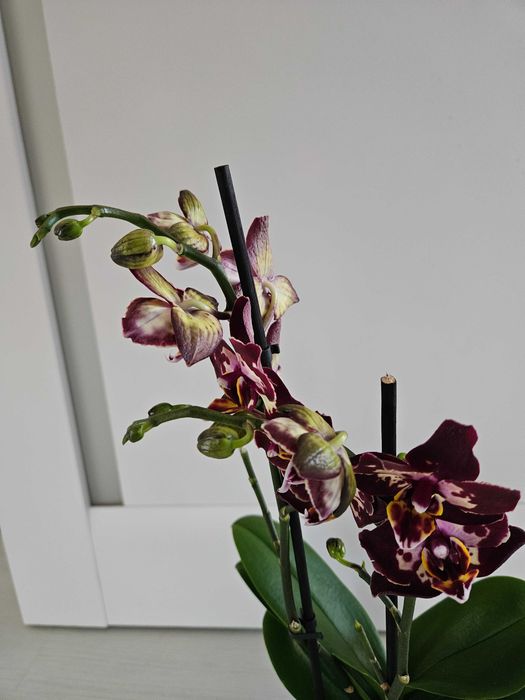Орхидея Клубничный пирог (Phalaenopsis Strawberry Cake) .