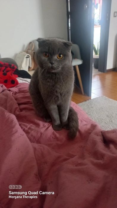 Femea scottish fold blue