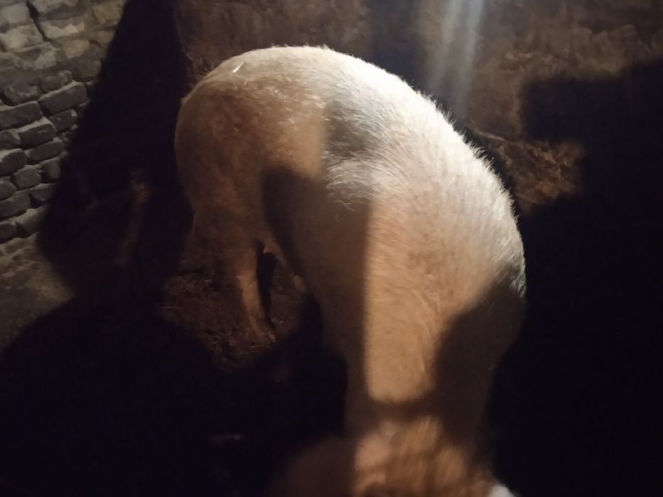 Свини на продажу