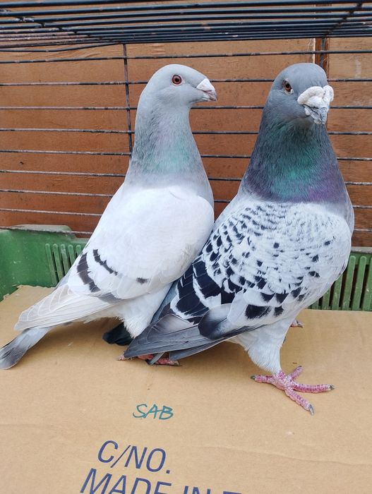 Sprzedam gołębie pocztowe standard para parzystą.