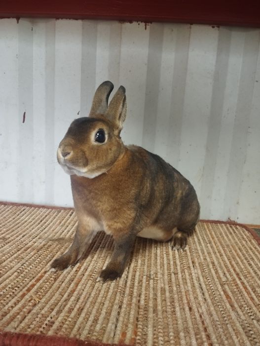 Karzełek castorex/ kastorex/ rexy króliki miniaturki