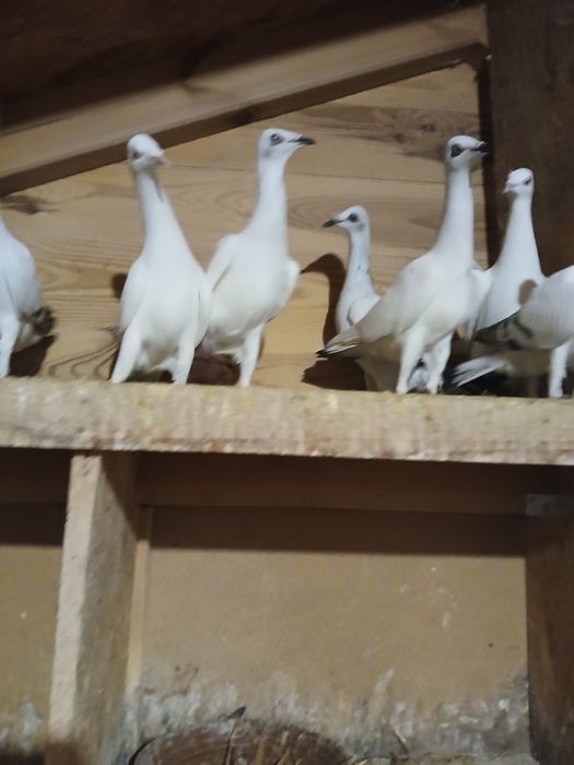 Gołębie i gołębnik