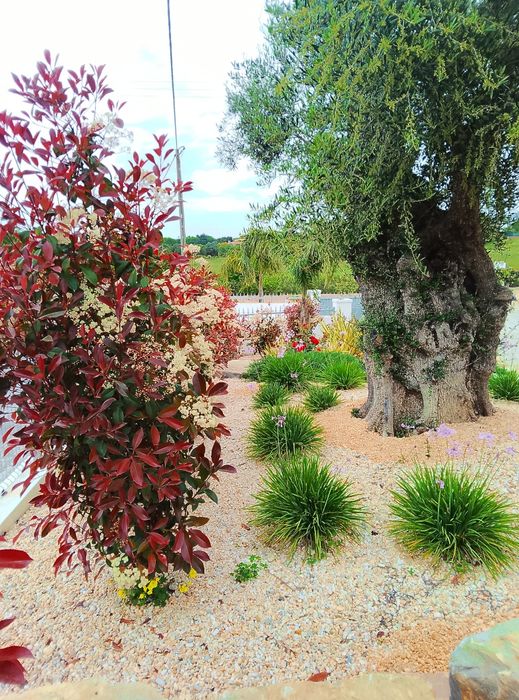 Manutenção de jardins e limpezas de terrenos