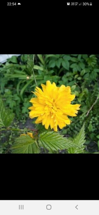 Syrop/miod 2 szt. z mniszka lekarskiego 0,5 litra