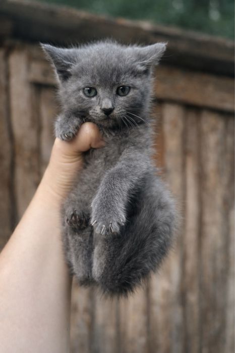Кошенята в добрі руки
