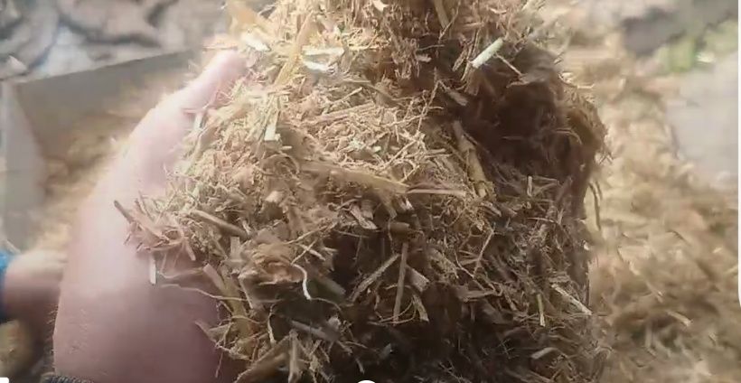 Suchy STMR dla cieląt cielak jałoszka byczek