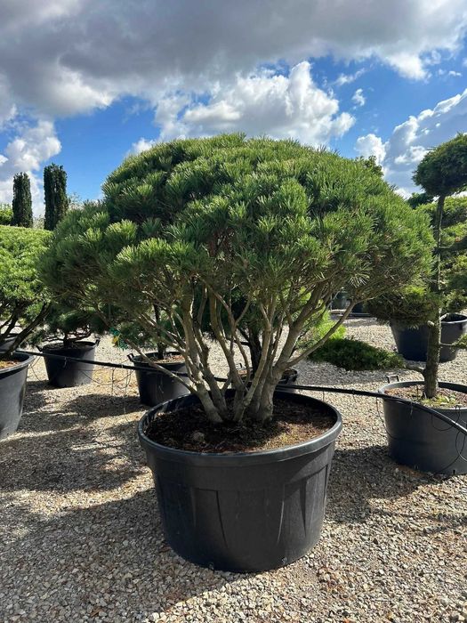 Krzewy formowane - Bonsai