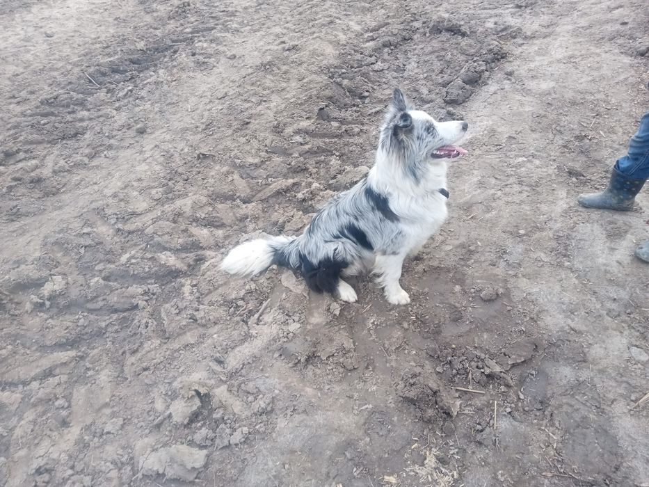 Suczka border collie
