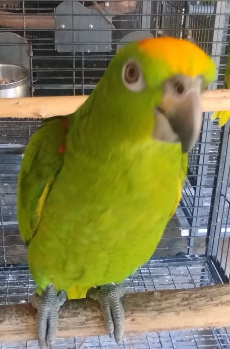 Amazona ochrocephala