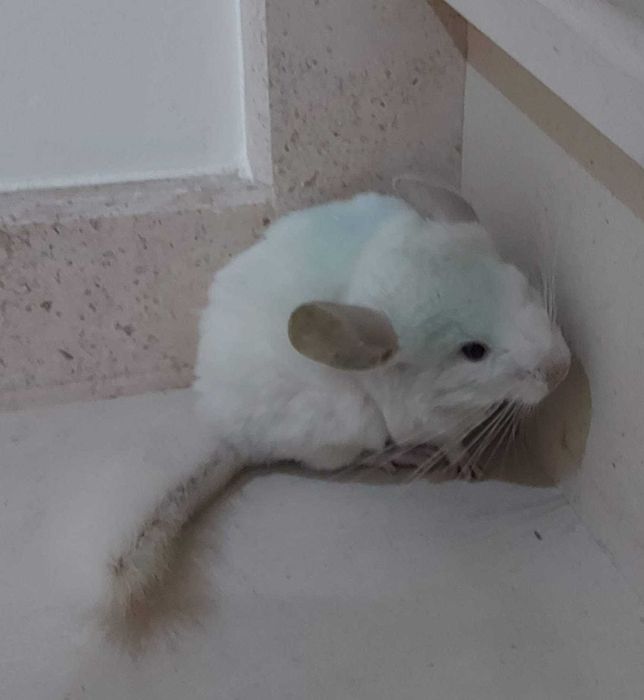 Animal de estimação