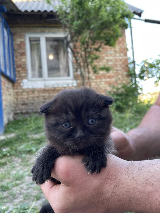 Віддам кошеня в добрі руки