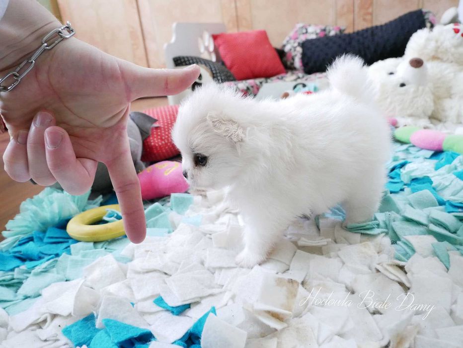Szpic miniaturowy Pomeranian Boo Szpice Rodowód Chip Suczka Chanel