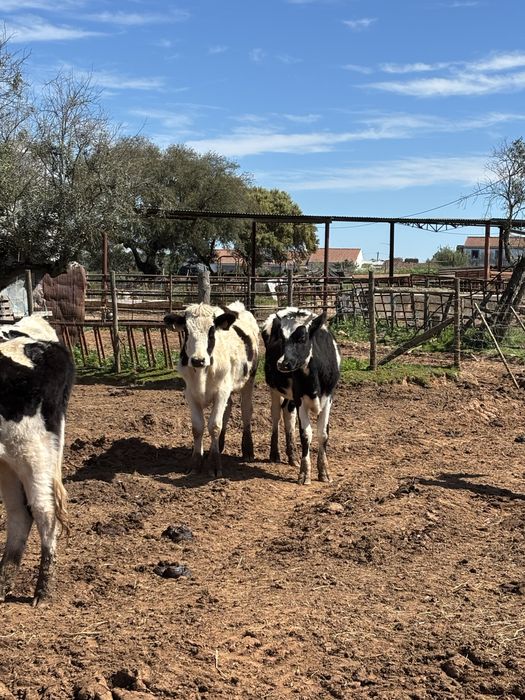 Venda 11 novilhas e um touro