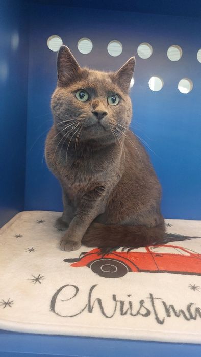 Котик, кіт, сірий, димчастий кіт, метис британця в добрі руки