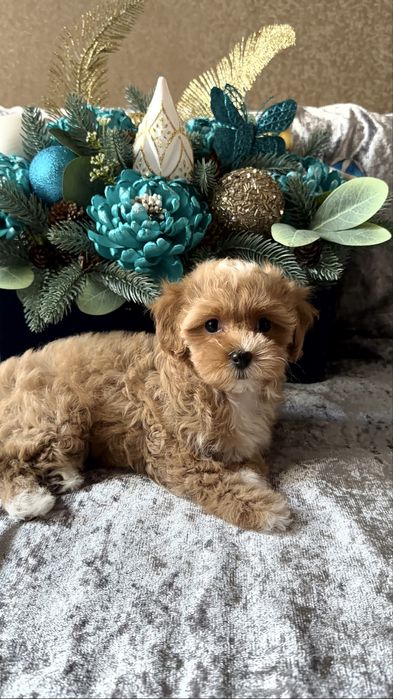 Іграшковий хлопчик мальтіпу