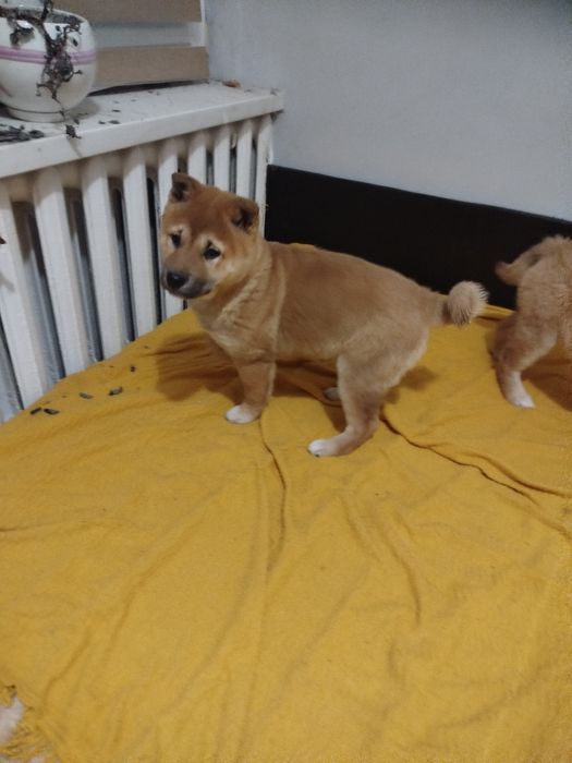 Продам щенки шиба іну