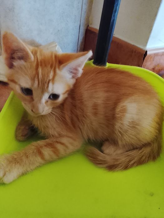 Gatinha laranja de olhos azuis
