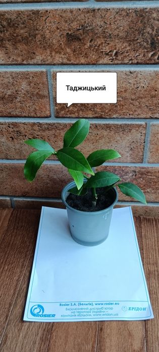 Лимони Павлівський і Таджицький