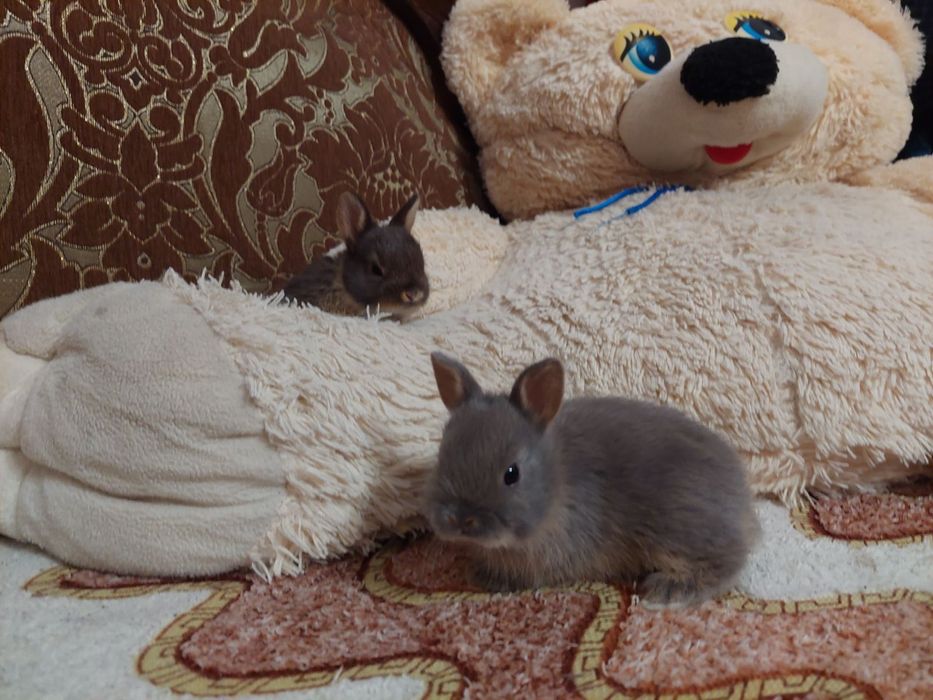 Декоративні нідерландські кролики