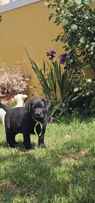 Labrador retriever  Alta qualidade