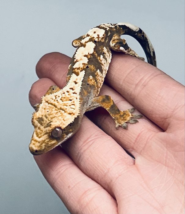 Gekon orzesiony z kompletnym wyposazeniem