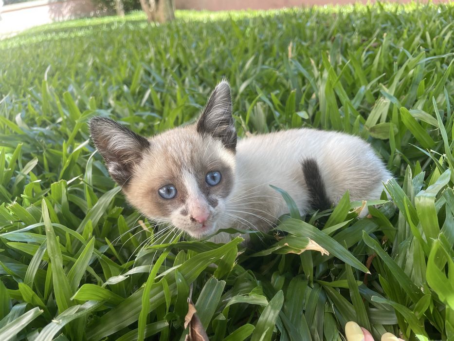 Bebé gata para adoção responsável