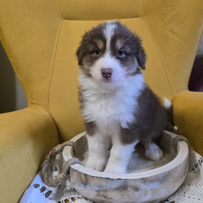 Owczarek australijski FCI suczka juz do odbioru